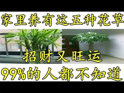 九重葛 風水|【家裡可以種九重葛嗎】家裡不能種九重葛？風水禁忌看這裡